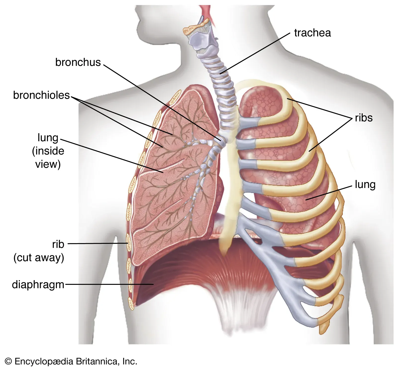 Human respiratory tract